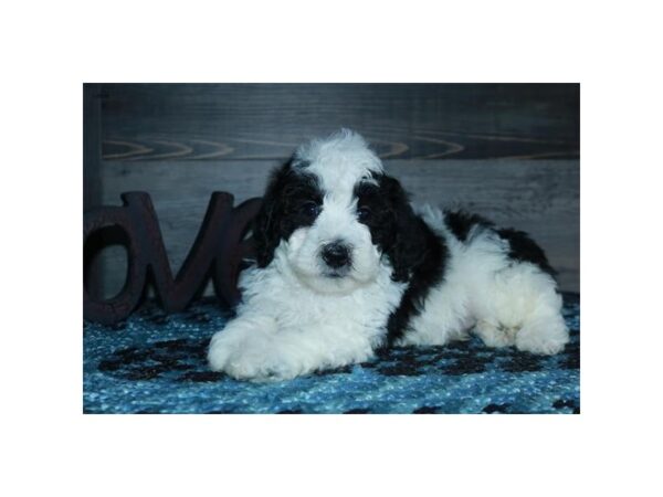 Poodle DOG Male Black / White 5839 Petland Montgomery, Alabama