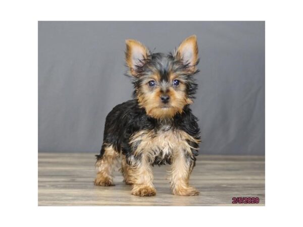 Yorkshire Terrier DOG Female Black / Tan 5840 Petland Montgomery, Alabama