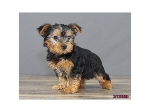 Yorkshire Terrier DOG Male Black / Tan 5842 Petland Montgomery, Alabama