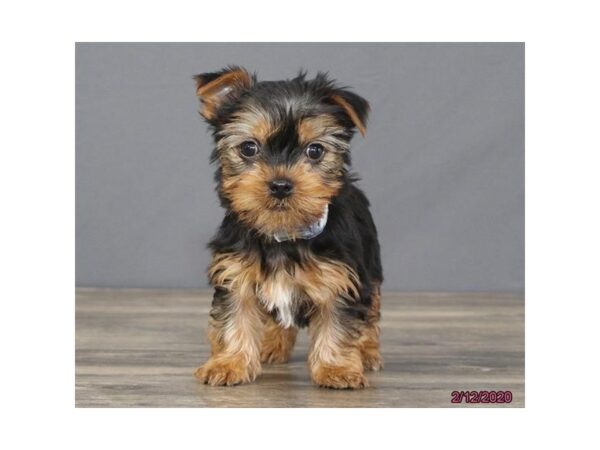 Yorkshire Terrier DOG Male Black / Tan 5843 Petland Montgomery, Alabama