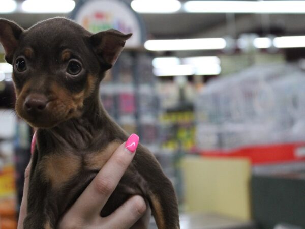 Miniature Pinscher DOG Female Chocolate / Tan 5836 Petland Montgomery, Alabama