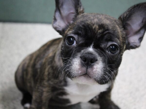 French Bulldog DOG Male Brindle 5841 Petland Montgomery, Alabama