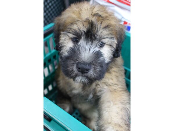 Soft Coated Wheaten Terrier DOG Male Wheaten 5835 Petland Montgomery, Alabama