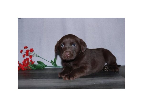 Labrador Retriever DOG Male Chocolate 5844 Petland Montgomery, Alabama