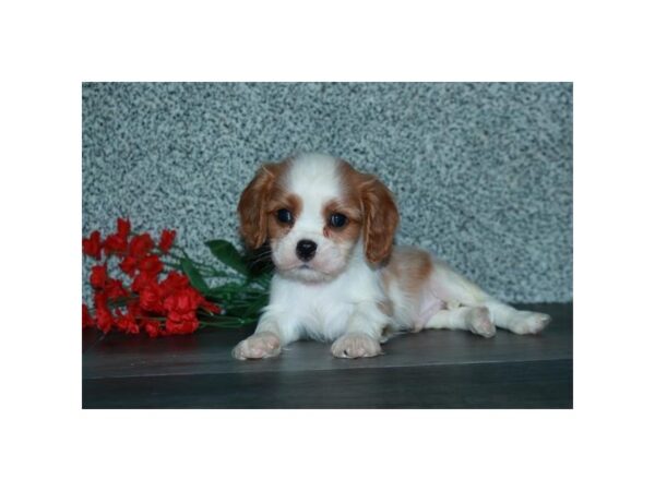 Cavalier King Charles Spaniel-DOG-Male-Blenheim-5845-Petland Montgomery, Alabama