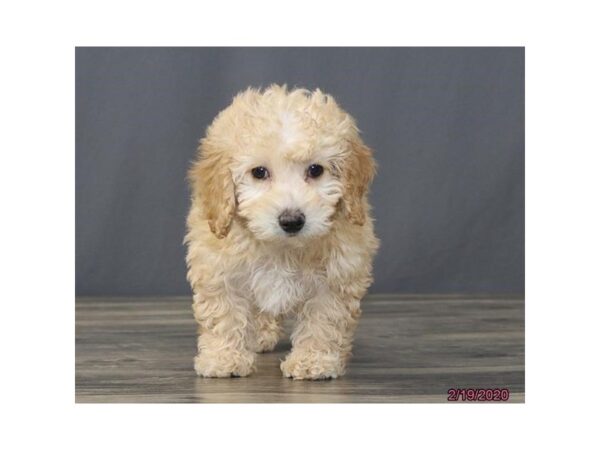 Miniature Poodle DOG Female Red 5848 Petland Montgomery, Alabama