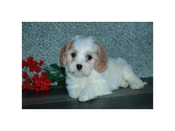 Cavachon DOG Female White / Cream 5849 Petland Montgomery, Alabama