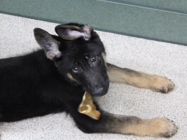 German Shepherd Dog DOG Male Black / Tan 5818 Petland Montgomery, Alabama