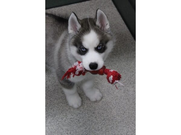 Siberian Husky DOG Male Gray / White 5831 Petland Montgomery, Alabama