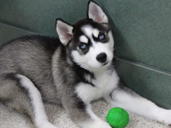 Siberian Husky DOG Female Black / White 5833 Petland Montgomery, Alabama