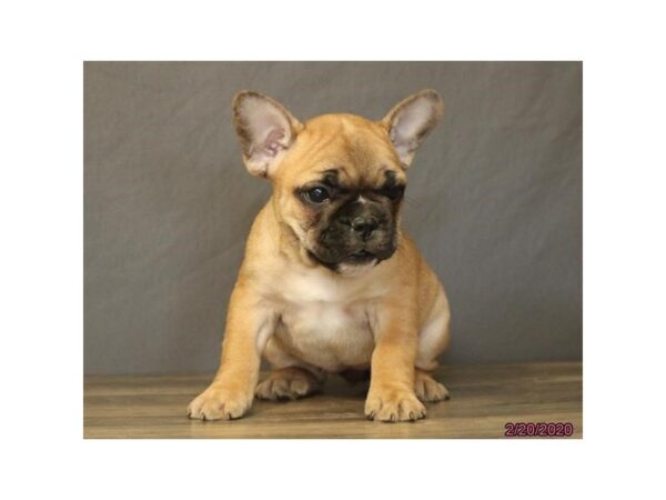 French Bulldog DOG Female Fawn 5852 Petland Montgomery, Alabama