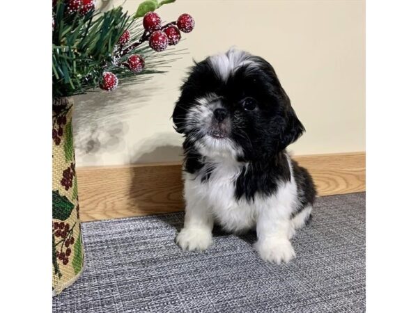 Shih Tzu DOG Female Black / White 5853 Petland Montgomery, Alabama