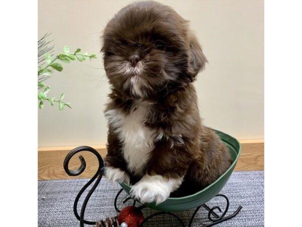Shih Tzu-DOG-Male-Liver-5854-Petland Montgomery, Alabama