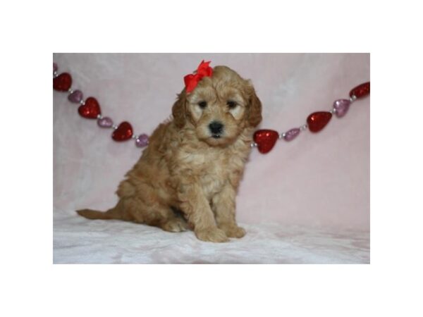 Goldendoodle Mini 2nd Gen DOG Female Golden 5855 Petland Montgomery, Alabama