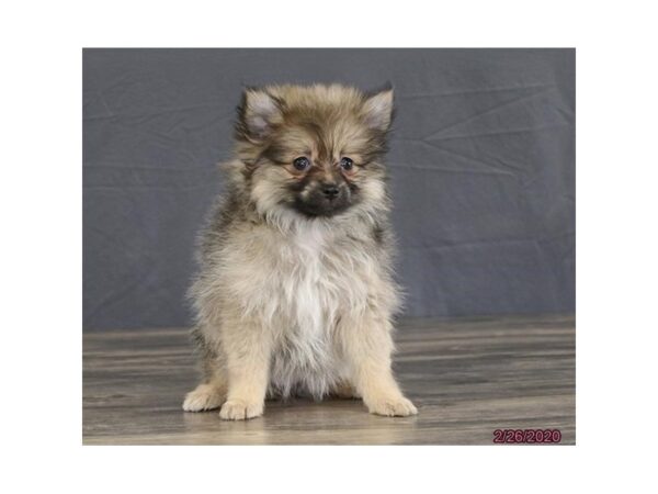 Pomeranian DOG Female Wolf Sable 5856 Petland Montgomery, Alabama