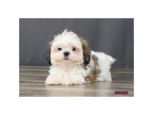 Shih Tzu DOG Male Sable / White 5857 Petland Montgomery, Alabama