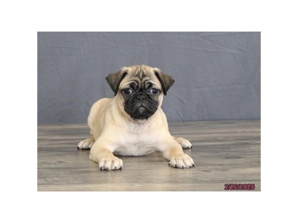 Pug-DOG-Male-Fawn-5858-Petland Montgomery, Alabama
