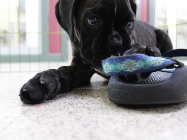 Boxer DOG Female Black / Brindle 5851 Petland Montgomery, Alabama