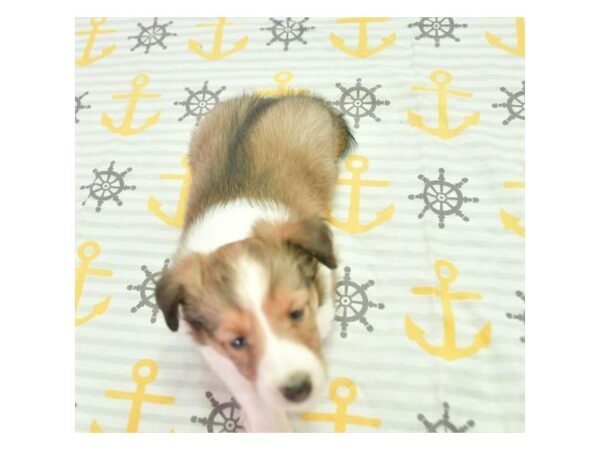 Shetland Sheepdog-DOG-Female-Sable / White-5860-Petland Montgomery, Alabama