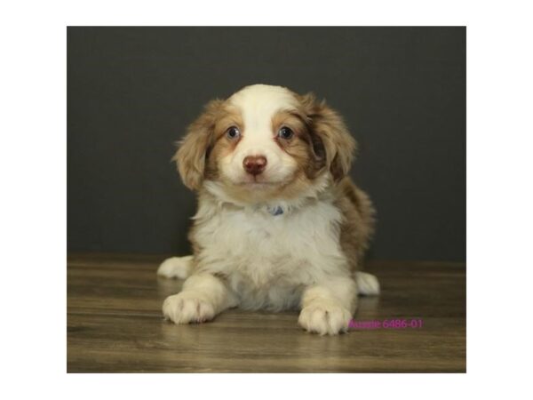 Miniature Australian Shepherd DOG Male Red Merle 5861 Petland Montgomery, Alabama