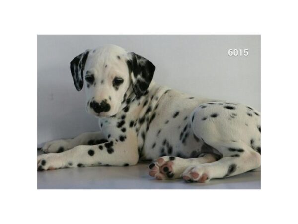 Dalmatian DOG Male White / Black 5862 Petland Montgomery, Alabama