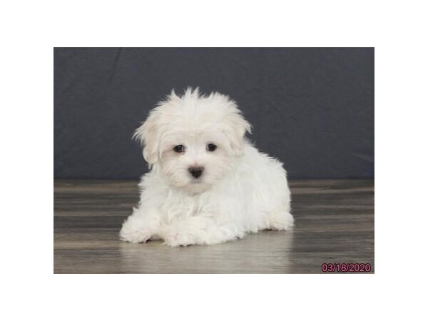 Maltese DOG Female White 5864 Petland Montgomery, Alabama