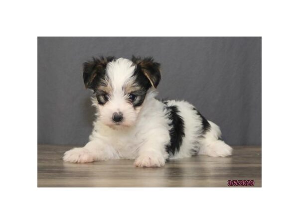 Morkie DOG Female Black / White 5865 Petland Montgomery, Alabama