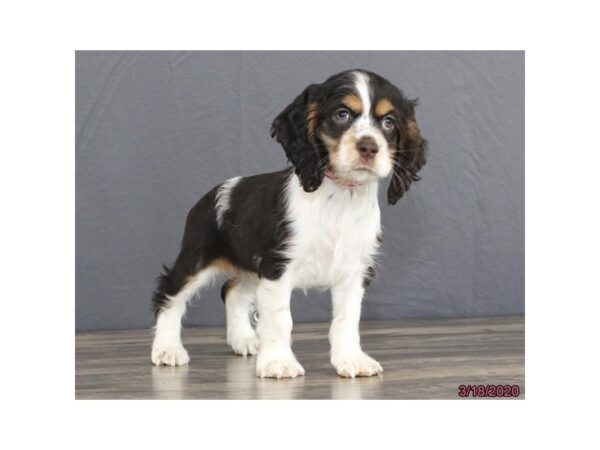 Cocker Spaniel DOG Female Chocolate / White 5868 Petland Montgomery, Alabama