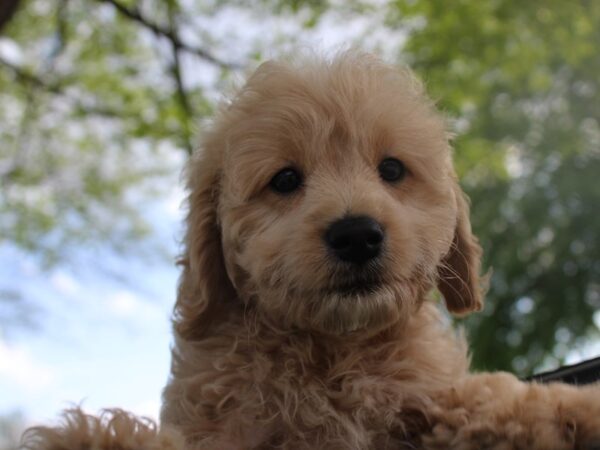 Goldendoodle Mini 2nd Gen-DOG-Female-Golden-5869-Petland Montgomery, Alabama