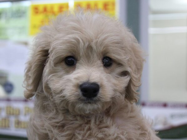 Goldendoodle Mini 2nd Gen DOG Male Golden 5867 Petland Montgomery, Alabama