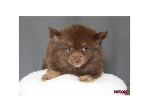 Pomsky 2nd Gen-DOG-Male-Chocolate-5870-Petland Montgomery, Alabama