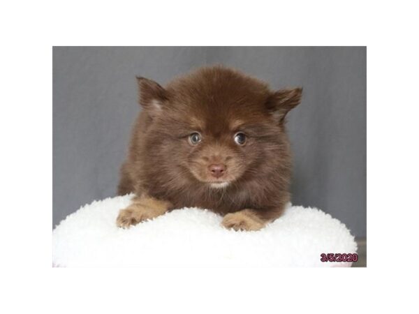 Pomsky 2nd Gen DOG Male Chocolate 5870 Petland Montgomery, Alabama