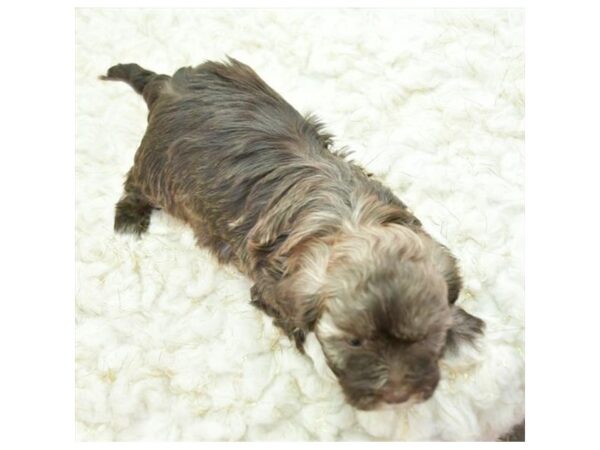 Havanese-DOG-Male-Chocolate / White-5871-Petland Montgomery, Alabama