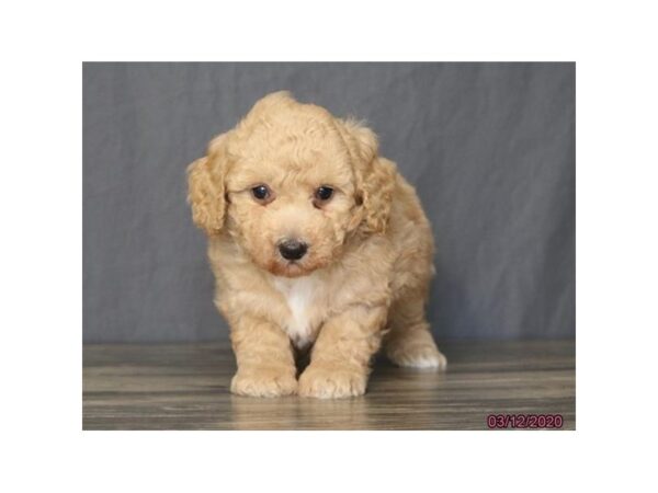 Miniature Poodle DOG Male Apricot 5873 Petland Montgomery, Alabama