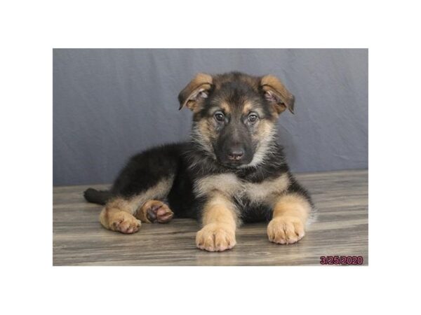 German Shepherd Dog DOG Male Black / Tan 5874 Petland Montgomery, Alabama