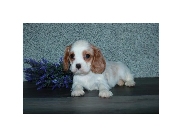 Cavalier King Charles Spaniel DOG Female Blenheim 5875 Petland Montgomery, Alabama