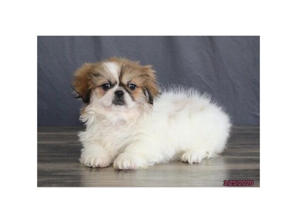 Pekingese DOG Female White 5876 Petland Montgomery, Alabama