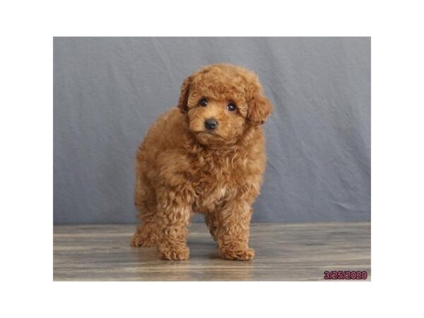 Miniature Poodle DOG Female Red 5877 Petland Montgomery, Alabama