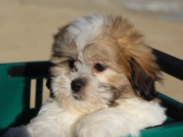 Teddy Bear DOG Male White / Gold 5866 Petland Montgomery, Alabama