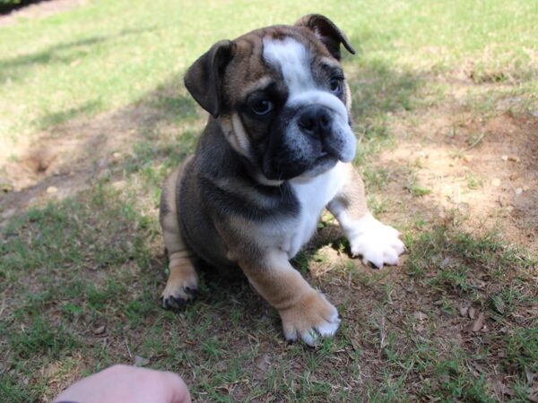 English Bulldog DOG Male Red Fawn 5872 Petland Montgomery, Alabama