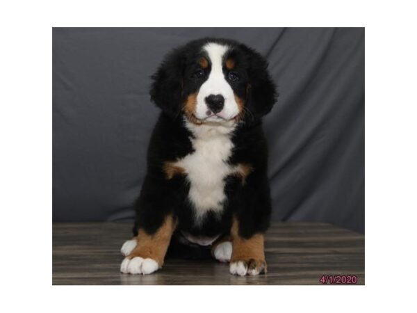 Bernese Mountain Dog-DOG-Female-Black Tan / White-5878-Petland Montgomery, Alabama