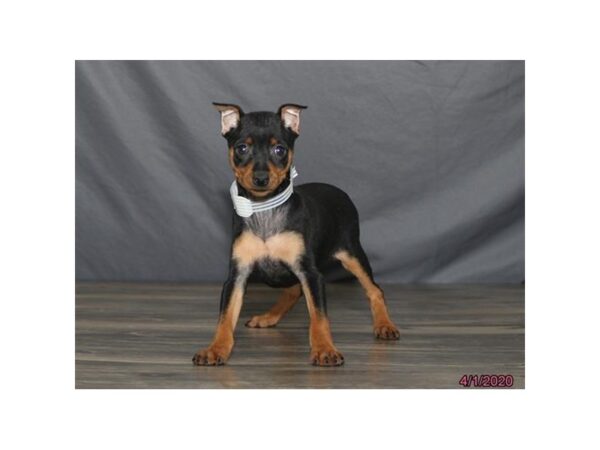 Miniature Pinscher DOG Female Black / Rust 5879 Petland Montgomery, Alabama