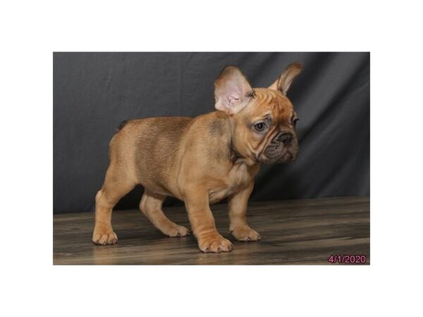 French Bulldog DOG Female Fawn 5880 Petland Montgomery, Alabama