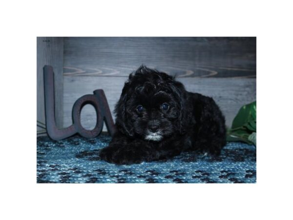 Cavalier King/Poodle-DOG-Male-Black-5881-Petland Montgomery, Alabama