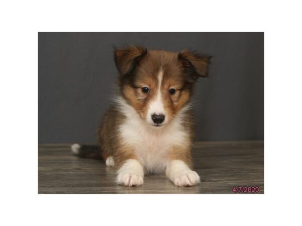 Shetland Sheepdog DOG Male Sable / White 5883 Petland Montgomery, Alabama