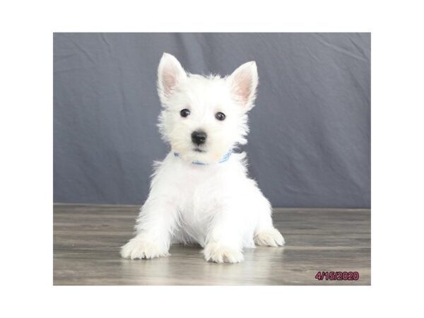 West Highland White Terrier DOG Male White 5884 Petland Montgomery, Alabama