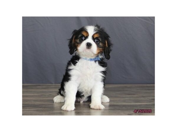 Cavalier King Charles Spaniel-DOG-Male-Tri-Colored-5885-Petland Montgomery, Alabama