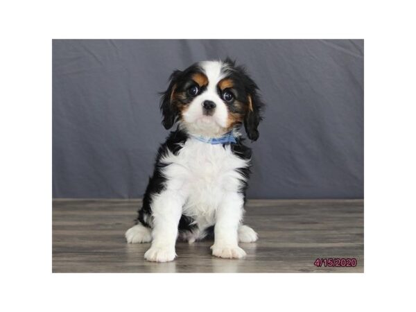 Cavalier King Charles Spaniel DOG Male Tri-Colored 5885 Petland Montgomery, Alabama