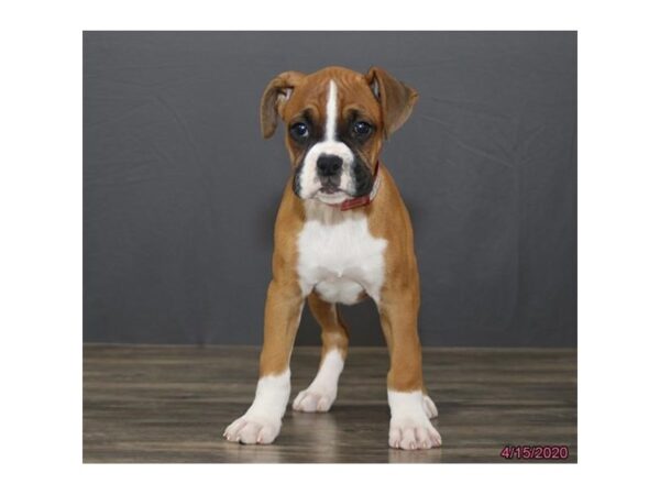 Boxer DOG Female Fawn 5886 Petland Montgomery, Alabama