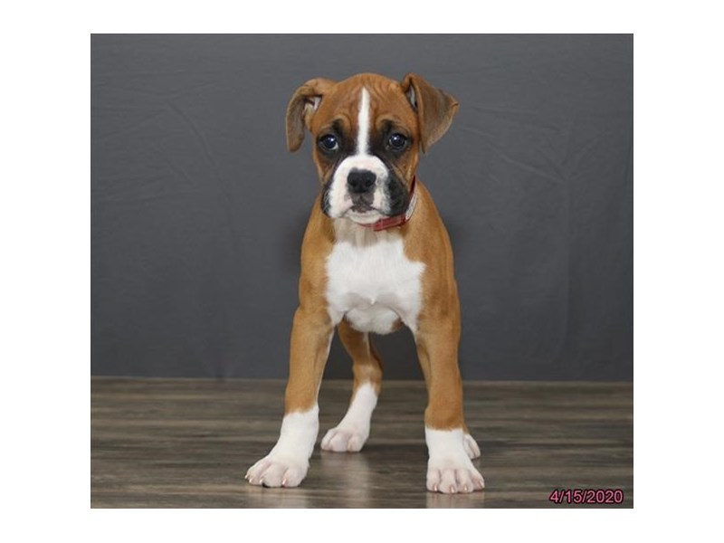 Boxer Puppy Fawn ID:5886 Located at Petland Montgomery, Alabama